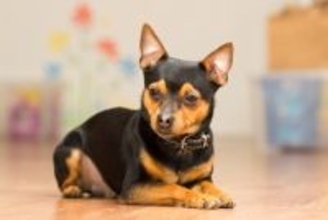 犬が妙におとなしいときは『隠し事』がある？考えられる5つの理由や適切な対応方法も解説