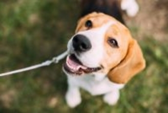 犬が『飼い主に言いたいこと』5選　見逃したくない愛犬からのサインや気持ちを読み取るポイントまで