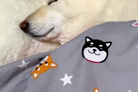 お布団を敷いたら、犬がそそくさとやってきて…まるで小さな子供のような『幸せ溢れる寝姿』が129万再生「ほぼ人間」「やばい…たまらん」