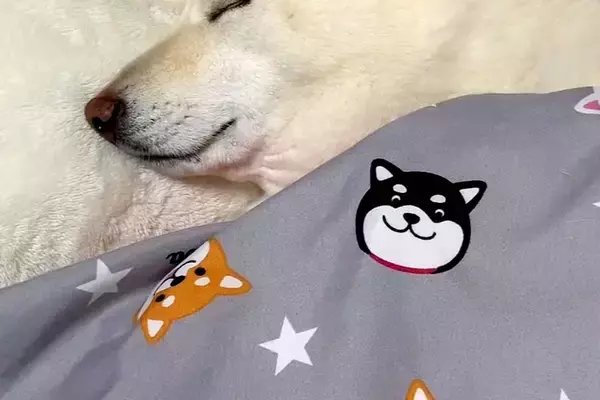 お布団を敷いたら、犬がそそくさとやってきて…まるで小さな子供のような『幸せ溢れる寝姿』が129万再生「ほぼ人間」「やばい…たまらん」