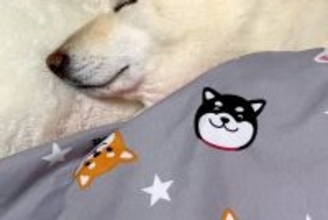お布団を敷いたら、犬がそそくさとやってきて…まるで小さな子供のような『幸せ溢れる寝姿』が129万再生「ほぼ人間」「やばい…たまらん」