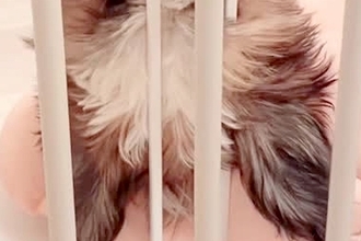 『子犬がお水を飲んでいる』と思ったら…クセが強すぎる『衝撃的な飲み方』が13万再生「どうしてこうなったｗｗ」「アクロバティックで草」