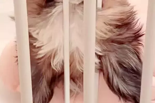 『子犬がお水を飲んでいる』と思ったら…クセが強すぎる『衝撃的な飲み方』が13万再生「どうしてこうなったｗｗ」「アクロバティックで草」