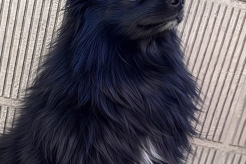 ママが撮影した『かっこいい犬の写真』→パパが撮ると…？まるで別犬のようになる『違い』が93万表示「笑顔になった」「どっちも可愛いｗｗ」