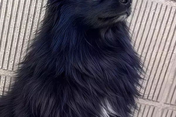 ママが撮影した『かっこいい犬の写真』→パパが撮ると…？まるで別犬のようになる『違い』が93万表示「笑顔になった」「どっちも可愛いｗｗ」