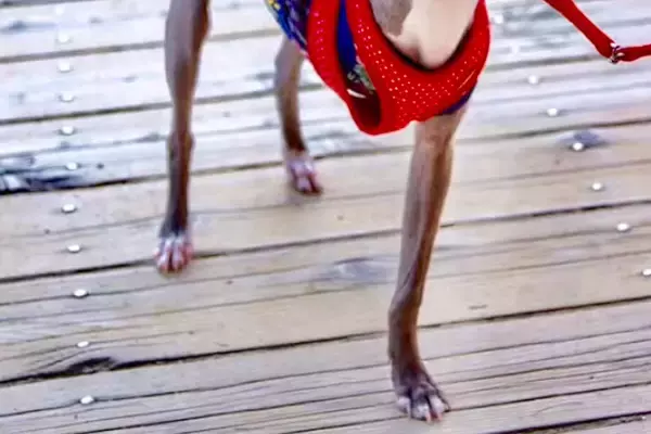 『3本足の犬なんていらない。』山に捨てられイノシシに襲われた犬→足を切断することになり…信じがたい『過去と現在』に反響「本当に強い子」