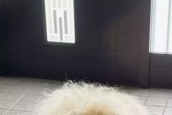 『気温が高くなると、玄関に…』→まるで妖怪？小型犬と思えない『モッフモフ過ぎる光景』に反響「めちゃゴージャスで草」「おなかひやしの季節」