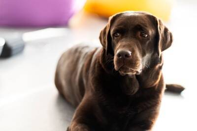 犬に絶対NGな『アイコンタクト』５選　恐怖や不安を与える可能性も…避けるべき理由まで解説