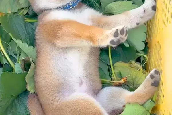 畑仕事についてきた柴犬の赤ちゃん→ふと、葉っぱが入っているカゴの中を見てみると…『尊すぎる光景』が33万再生「美味しそうｗ」「可愛い」