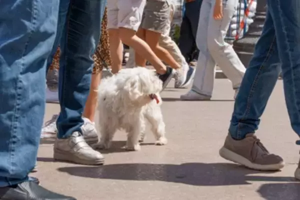 犬を『お祭り』に連れて行くリスク5つ　危険だと言われる理由や考えられる事故まで