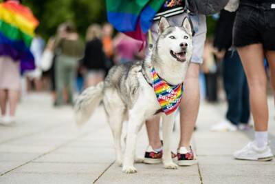 犬を『お祭り』に連れて行くリスク5つ　危険だと言われる理由や考えられる事故まで