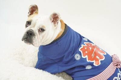 犬を『お祭り』に連れて行くリスク5つ　危険だと言われる理由や考えられる事故まで