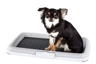 犬が『トイレ中にみせる』5つのサイン　不思議な行動の意味や愛犬の心理まで解説