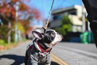 犬が『トイレ中にみせる』5つのサイン　不思議な行動の意味や愛犬の心理まで解説