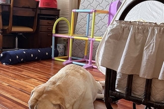 里帰り出産を終え、自宅に帰った娘→少しの間一緒にいた『大型犬』が寂しくなってしまい…切なくて愛を感じる表情に「優しい子」「泣ける」の声