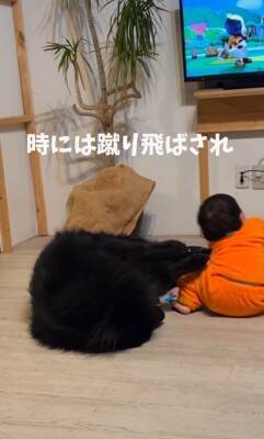 赤ちゃんが生まれてから1年間『大型犬と一緒に過ごした』結果…想像以上に『強く育った現在の姿』が18万再生「兄弟みたい」「素敵な関係」