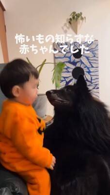 赤ちゃんが生まれてから1年間『大型犬と一緒に過ごした』結果…想像以上に『強く育った現在の姿』が18万再生「兄弟みたい」「素敵な関係」