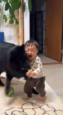 赤ちゃんが生まれてから1年間『大型犬と一緒に過ごした』結果…想像以上に『強く育った現在の姿』が18万再生「兄弟みたい」「素敵な関係」