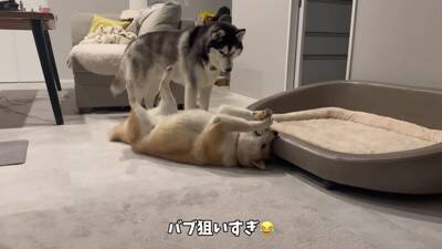 赤ちゃんだと思っていた大型犬が『本当の赤ちゃん』と初めて会ったら…あまりにも尊い光景が24万再生「母性が…」「幸せ詰まってる」と絶賛