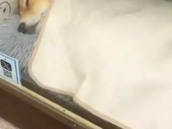 不動産屋で働く『看板犬』→思わず二度見してしまう『まさかの光景』に187万再生の大反響「毎日見たいｗ」「人間やん」「大事にされてる感」