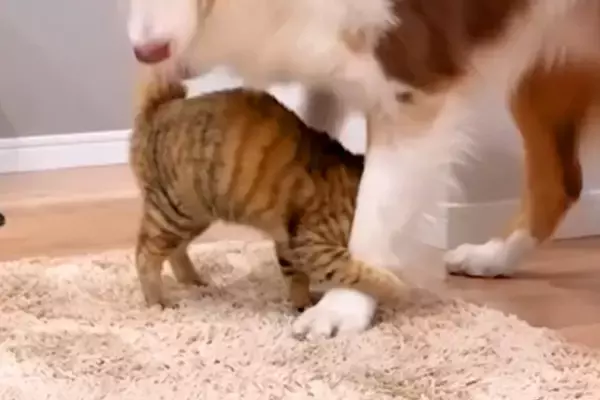 遊びにきた『実家の子猫』が、初めて『犬にスリスリ』をして…素敵すぎる『愛に溢れた光景』が20万再生「みんないい子」「平和な時間…」と絶賛