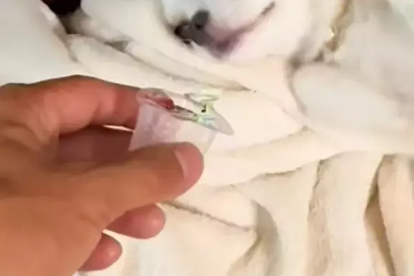 2頭の犬がイタズラをしたので『証拠を突き付けた』結果→露骨すぎる『まさかの表情』が面白いと44万再生「顔ｗ」「わかりやす過ぎて草」