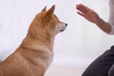 犬が興奮しているときの『落ち着かせ方』4つ　普段からできるトレーニングや適切な対応まで