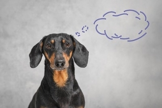 犬の『脳』はどうなっているの？主な仕組みや今日から一緒にできるオススメの脳トレまで