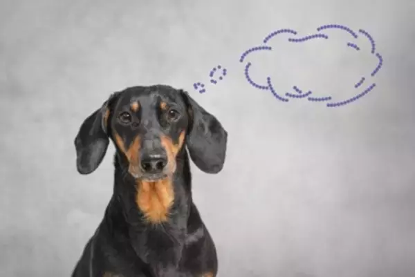 犬の『脳』はどうなっているの？主な仕組みや今日から一緒にできるオススメの脳トレまで