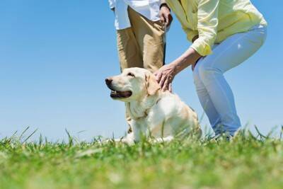 犬の『脳』はどうなっているの？主な仕組みや今日から一緒にできるオススメの脳トレまで