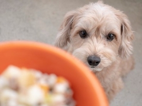 犬が食欲不振になっているときにおすすめな『トッピング』5つ　食いつきを良くするための解決策とは？