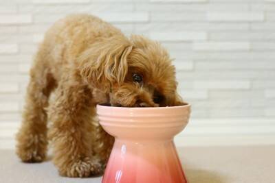 犬が食欲不振になっているときにおすすめな『トッピング』5つ　食いつきを良くするための解決策とは？