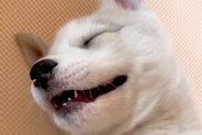 『シベリアンハスキーはドジが多い』実際に飼ってみた結果→想像を遥かに超える『ドジっぷり』が370万再生「ギャップ萌えｗ」「好きになった」