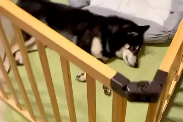 朝6時、寝ている犬に『お散歩行くよ』と声を掛けた結果→二度寝しようとして…まさかの『寝起きの悪さ』が16万再生「めっちゃ笑ったｗｗ」