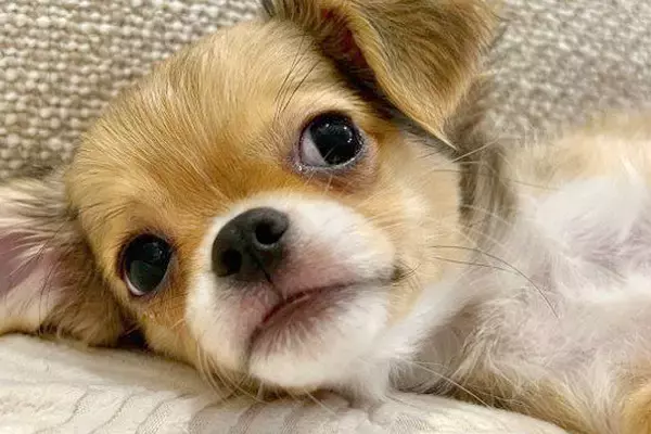 『嘘みたいだろ』極小赤ちゃん犬→『小さいまま育つ』と思ったら…衝撃的な『生後6ヶ月の光景』が33万再生「スタイル抜群で草」「斜め上いった」