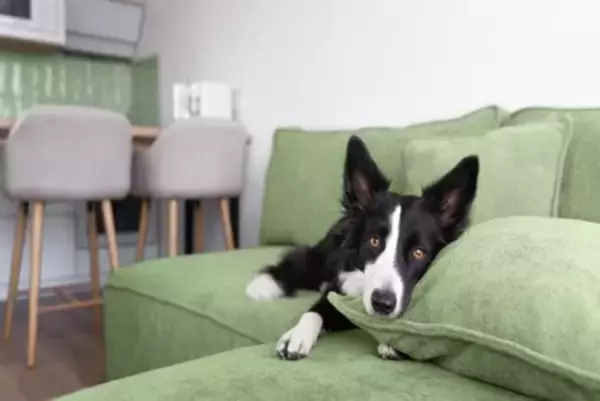 犬があなたから『離れて座ろうとする』心理6選　そばにいてもらうにはどうしたらいいの？