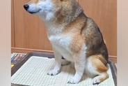 真顔の犬→『大好きな人』がやってきた結果、気づいた瞬間に…あまりに尊い『表情の違い』が131万再生「初めて見た」「こんな顔に出るんだ」