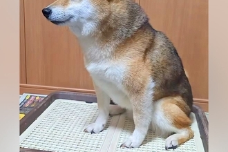 真顔の犬→『大好きな人』がやってきた結果、気づいた瞬間に…あまりに尊い『表情の違い』が131万再生「初めて見た」「こんな顔に出るんだ」