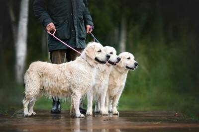 犬が喜ぶ『散歩の仕方』5選　明日からできる愛犬を楽しませる方法をご紹介