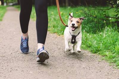 犬が喜ぶ『散歩の仕方』5選　明日からできる愛犬を楽しませる方法をご紹介