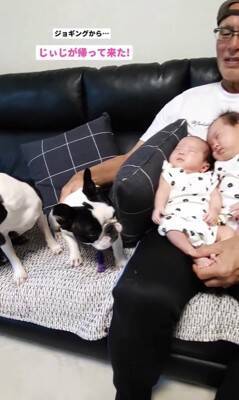 『やっと帰ってきた！』おじいちゃんの帰宅を心待ちにしていた3匹の犬…双子の赤ちゃんと一緒に寄り添う姿が12万回再生「みんな可愛い」と絶賛