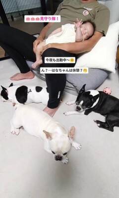 『やっと帰ってきた！』おじいちゃんの帰宅を心待ちにしていた3匹の犬…双子の赤ちゃんと一緒に寄り添う姿が12万回再生「みんな可愛い」と絶賛