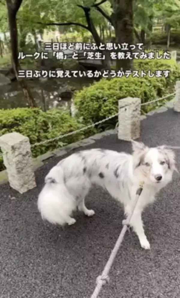 世界一賢いと言われる犬種に『新しい言葉』を教えた結果→予想を超える『驚きの行動』に絶賛「人間より頭いい」「案内するの天才」と46万再生