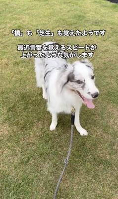 世界一賢いと言われる犬種に『新しい言葉』を教えた結果→予想を超える『驚きの行動』に絶賛「人間より頭いい」「案内するの天才」と46万再生