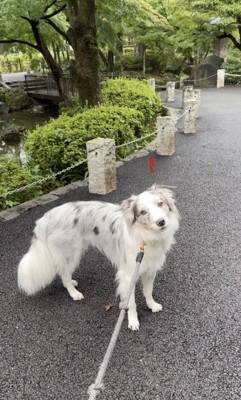 世界一賢いと言われる犬種に『新しい言葉』を教えた結果→予想を超える『驚きの行動』に絶賛「人間より頭いい」「案内するの天才」と46万再生