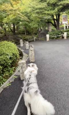 世界一賢いと言われる犬種に『新しい言葉』を教えた結果→予想を超える『驚きの行動』に絶賛「人間より頭いい」「案内するの天才」と46万再生