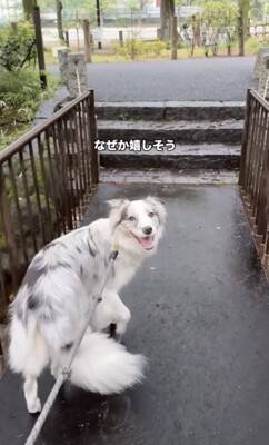 世界一賢いと言われる犬種に『新しい言葉』を教えた結果→予想を超える『驚きの行動』に絶賛「人間より頭いい」「案内するの天才」と46万再生