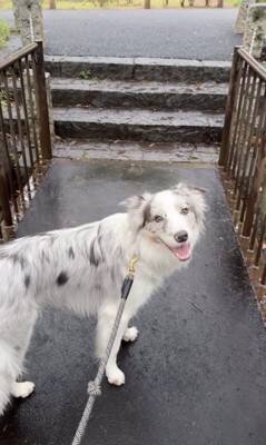 世界一賢いと言われる犬種に『新しい言葉』を教えた結果→予想を超える『驚きの行動』に絶賛「人間より頭いい」「案内するの天才」と46万再生