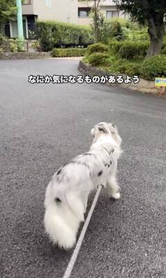 世界一賢いと言われる犬種に『新しい言葉』を教えた結果→予想を超える『驚きの行動』に絶賛「人間より頭いい」「案内するの天才」と46万再生