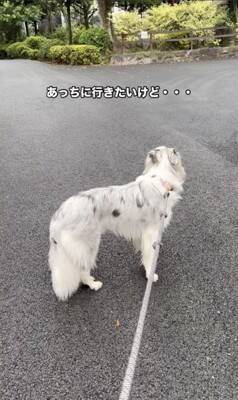 世界一賢いと言われる犬種に『新しい言葉』を教えた結果→予想を超える『驚きの行動』に絶賛「人間より頭いい」「案内するの天才」と46万再生